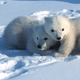 Polar bear cubs on the Arctic National Wildlife Refuge’s coastal plain, where drilling leases will be auctioned off.